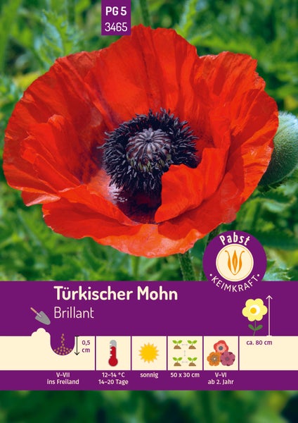 Türkischer Mohn Brillant Samenpackung, große rote Blüte, Pabst Keimkraft Logo, Pflanzanleitung für sonnige Standorte, Höhe circa 80 Zentimeter.