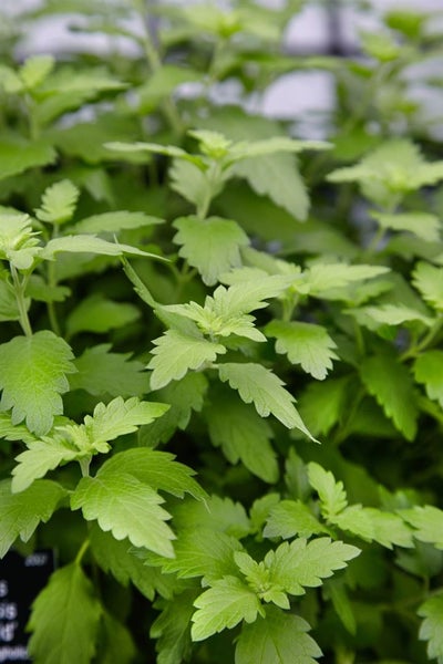 Caryopteris clandonensis 'Hint of Gold', Bartblume, goldlaubig, 30–40 cm