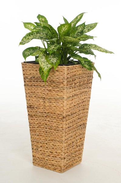 Dieffenbachia Zimmerpflanze mit grün-weißen Blättern in einem hohen, quadratischen Pflanzgefäß aus geflochtener Wasserhyazinthe.