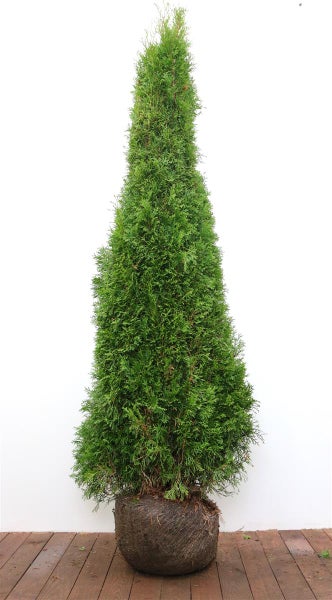Lebensbaum Thuja Smaragd als Konifere mit Wurzelballen für die Heckenpflanzung