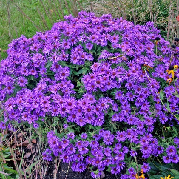 Detailaufnahme einer Kissenaster im Garten.