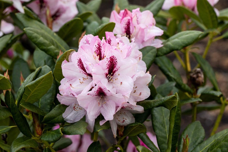 Rhododendron Hybr. 'Herbstfreude', Rhododendron, 30–40 cm