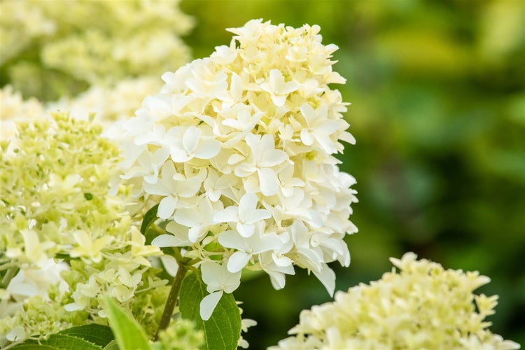Hydrangea paniculata 'Skyfall', Rispenhortensie, weiß, 60–80 cm