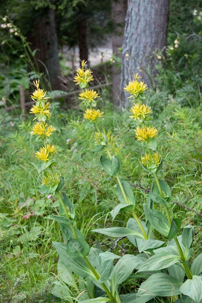 Gentiana lutea, Gelber Enzian, ca. 9x9 cm Topf