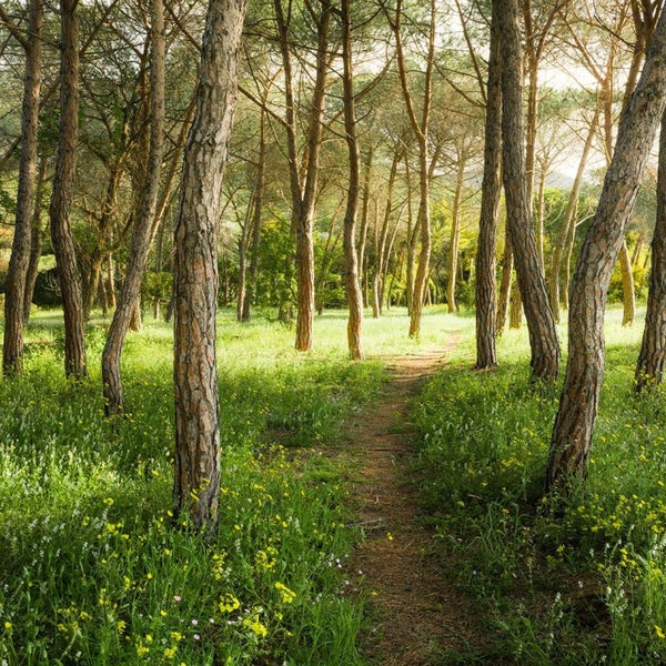 Weg durch einen Kiefernwald mit blühenden Pflanzen.