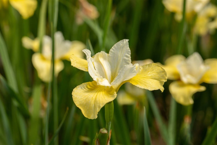 Iris sibirica 'Butter and Sugar', gelb-weiß, ca. 9x9 cm Topf
