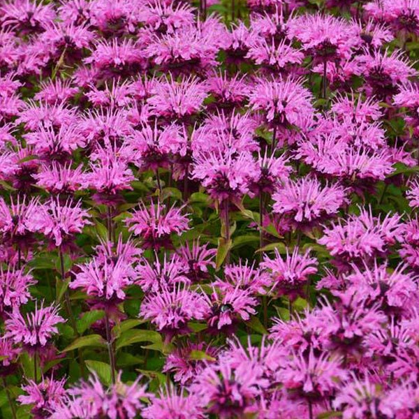 Nahaufnahme eines Feldes mit Monarda-Blüten