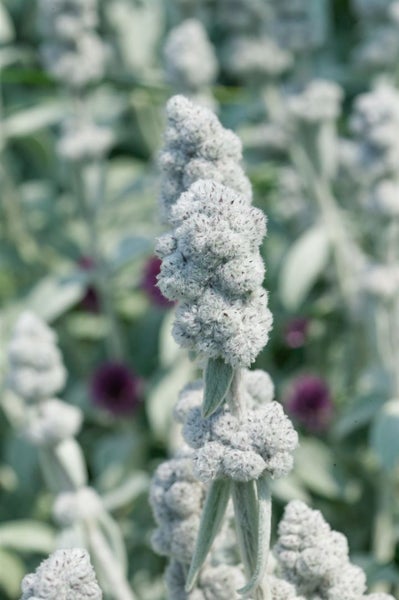 Stachys byzantina 'Cotton Boll', Wollziest, silbrig, ca. 9x9 cm Topf