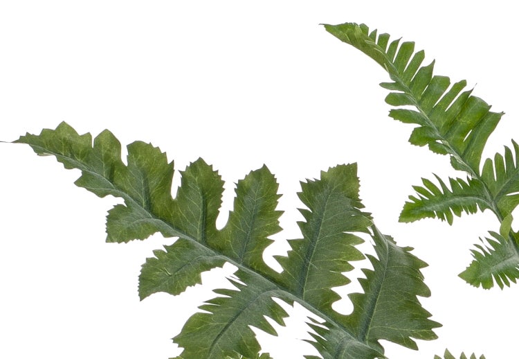 Grüne Farnblätter mit gezackten Rändern.