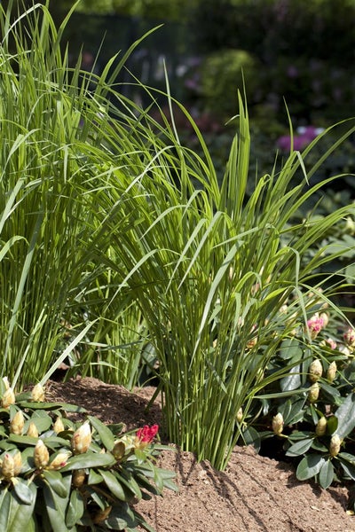 Panicum virgatum, Rutenhirse, ca. 9x9 cm Topf, zierend