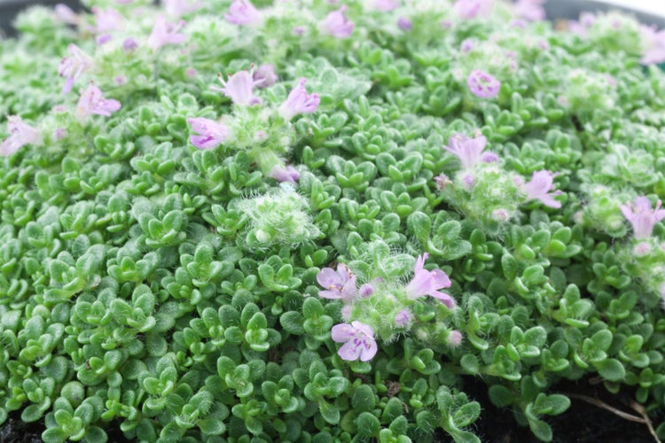 Thymus praecox 'Minor', Teppich-Thymian, aromatisch, ca. 9x9 cm Topf