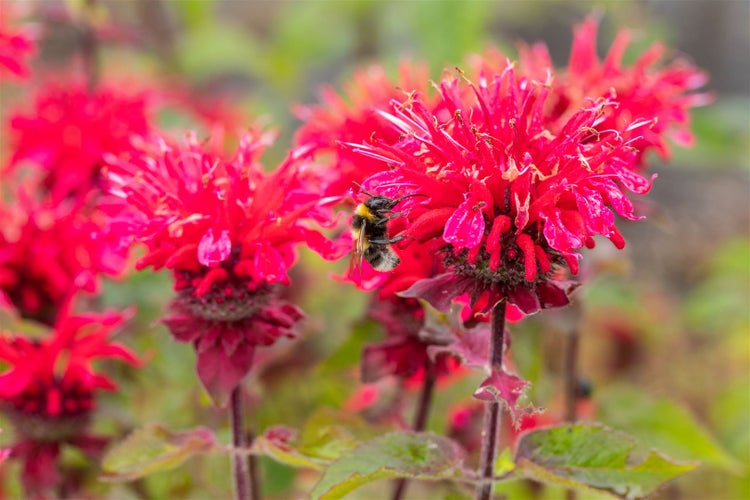 Monarda fistulosa 'Pink Lace', Indianernessel, rosa, ca. 11x11 cm Topf