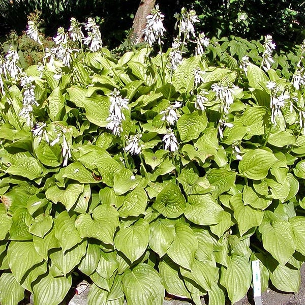 Funkienpflanze mit grünen Blättern und weißen Blüten