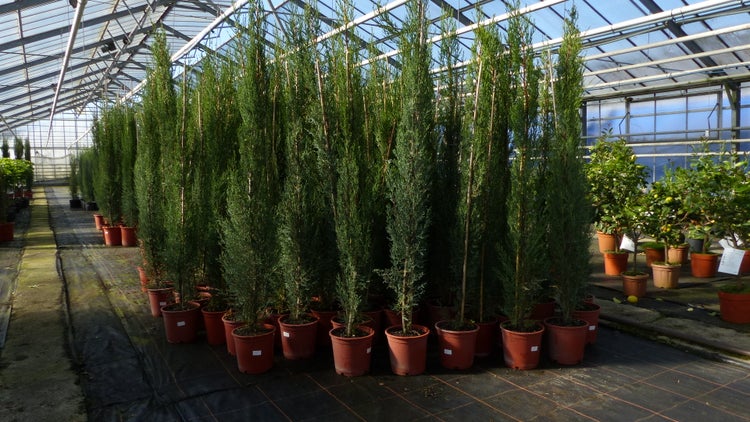 Hohe, schlanke Säulenzypressen in Töpfen mit Stützstäben in einem hellen, geordneten Gewächshaus.