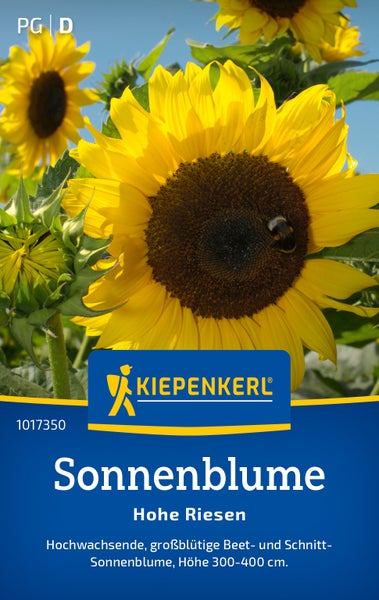 Saatgut Kiepenkerl Sonnenblume Hohe Riesen mit grossen Blüten und einer Wuchshöhe von 300 bis 400 Zentimetern.