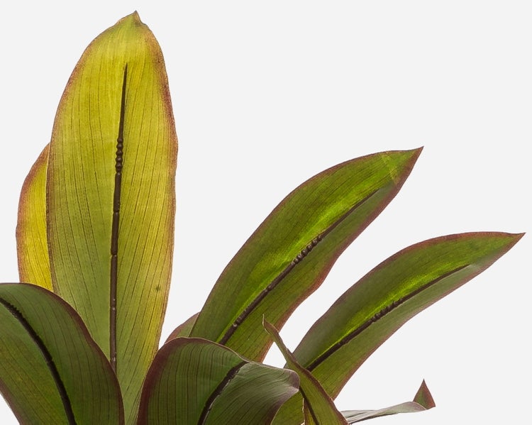 Nahaufnahme von länglichen, grünen Blättern einer Zimmerpflanze mit dunklen Rändern und Blattadern.