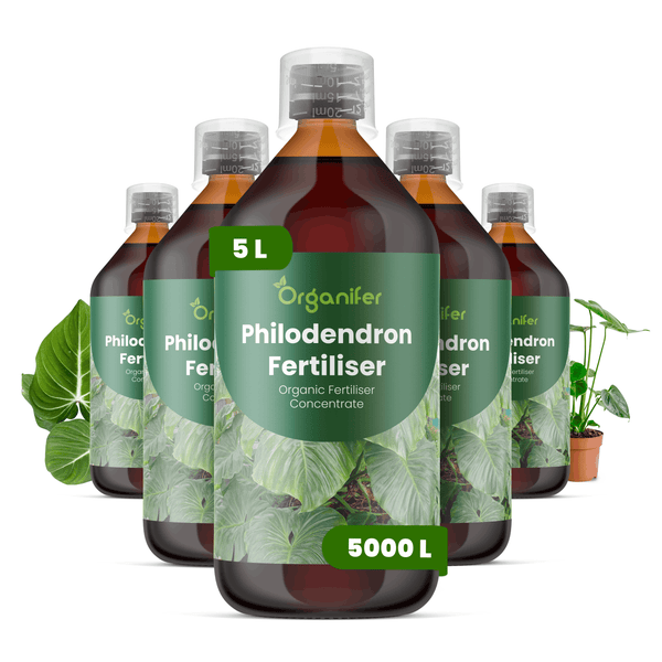 Organifer Philodendron Dünger Konzentrat, 5 Flaschen mit je 5 Litern, organisches Düngemittel für bis zu 5000 Liter Gießwasser.