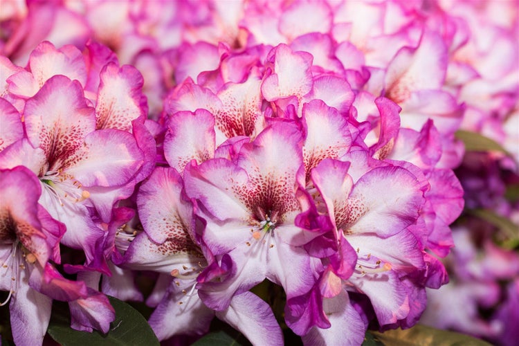Rhododendron Hybr. 'Hans Hachmann', Rhododendron, rot, 30–40 cm