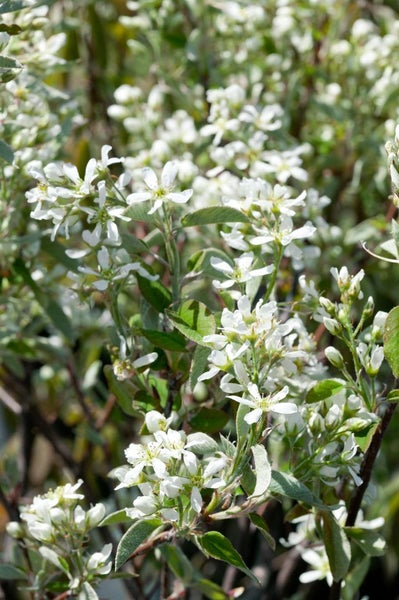 Amelanchier alnifolia 'Smoky', Felsenbirne, essbare Früchte, 40–60 cm