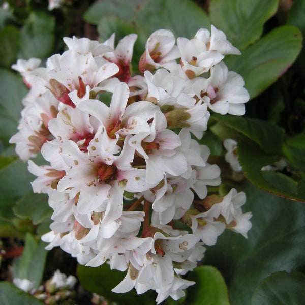 Nahaufnahme einer Bergenieblüte mit grünen Blättern