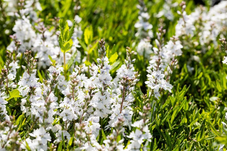 Veronica prostrata 'Alba', Ehrenpreis, weiß, ca. 9x9 cm Topf