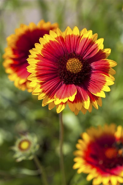 Gaillardia x grandiflora 'Kobold', Kokardenblume, leuchtend rot-gelb, ca. 9x9 cm Topf