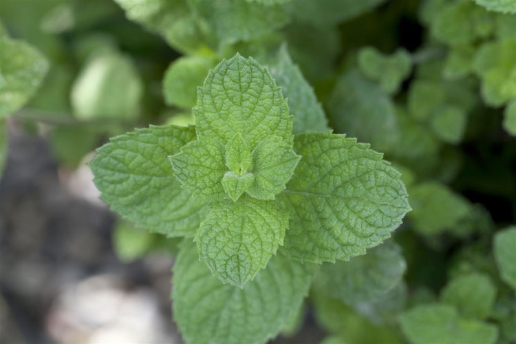 Mentha spicata 'Maroccan', Grüne Minze, aromatisch, ca. 9x9 cm Topf
