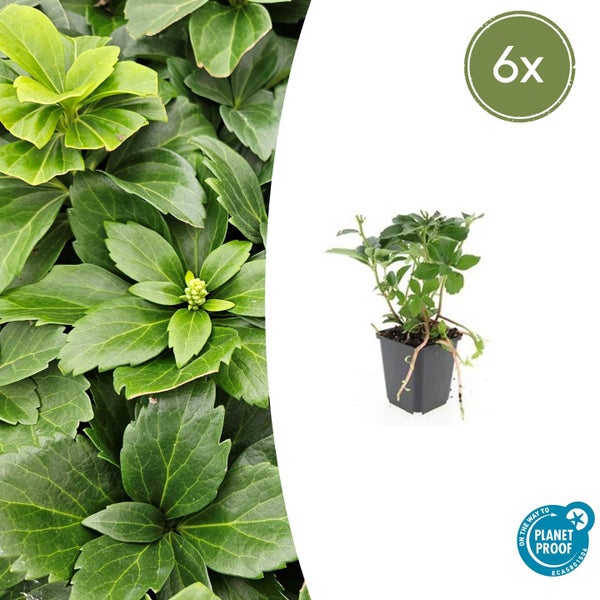Pachysandra terminalis Dickmännchen Bodendecker, Set mit 6 Pflanzen, zertifiziert On the way to PlanetProof.