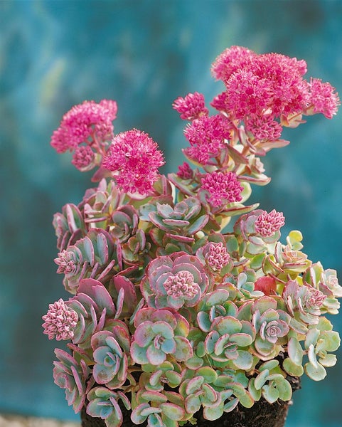 Sedum cauticola 'Lidakense', Fetthenne, rosa Blüten, ca. 9x9 cm Topf