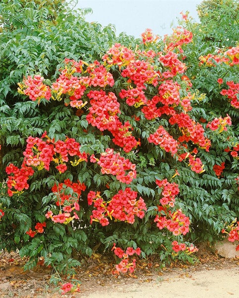 Campsis radicans 'Grandiflora', Trompetenblume, orange, 60–100 cm