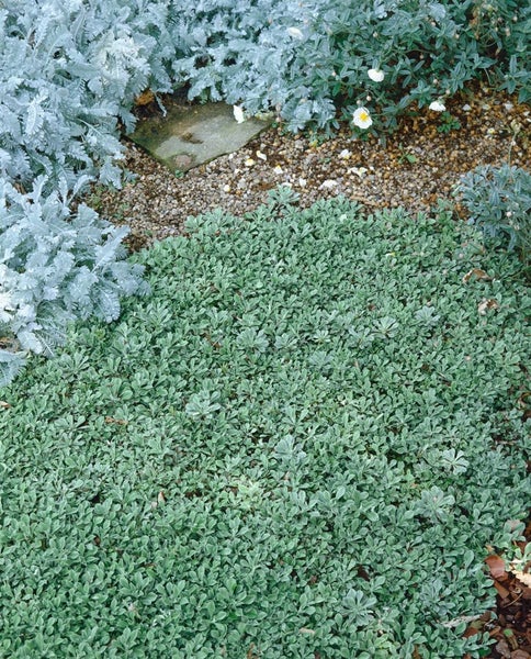 Antennaria dioica var.borealis, Katzenpfötchen, ca. 9x9 cm Topf