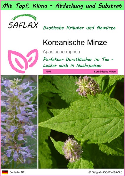 SAFLAX Garden to go - Koreanische Minze - Agastache rugosa - 1200 Samen - Mit Topf, Klima - Deckel und Anzuchtsubstrat