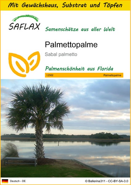 SAFLAX Anzucht Set - Palmettopalme - Sabal palmetto - 8 Samen - Mit Mini-Gewächshaus, Anzuchtsubstrat und 2 Töpfen