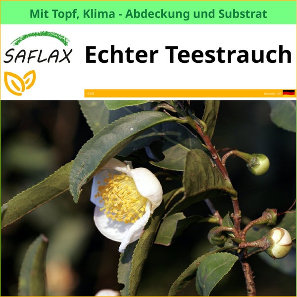 Saflax Echter Teestrauch im Topf mit Klimaabdeckung und Substrat