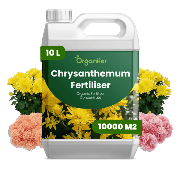 Organifer Chrysanthemen-Dünger, organisches Düngerkonzentrat, 10 Liter für 10000 Quadratmeter, Kunststoffkanister mit Blumenabbildungen.