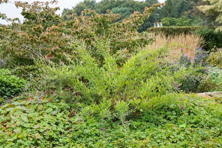 Lespedeza thunbergii, 60–100 cm, rosa Blüten, buschig