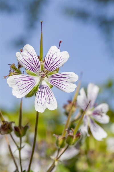 Geranium renardii, Storchschnabel, ca. 9x9 cm Topf, graugrün, samtig