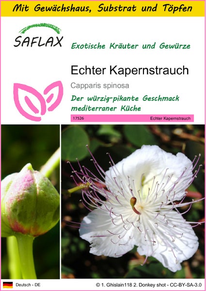 SAFLAX Anzucht Set - Echter Kapernstrauch - Capparis spinosa - 25 Samen - Mit Mini-Gewächshaus, Anzuchtsubstrat und 2 Töpfen