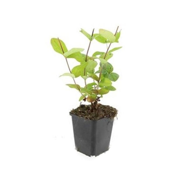 Bodendecker - Johanniskraut - Hypericum inodorum 'Beauty' - 9cm Topf - Set mit 60 Pflanzen