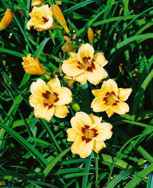 Hemerocallis x cult. 'Little Bumble Bee', Taglilie, gelb, ca. 11x11 cm Topf