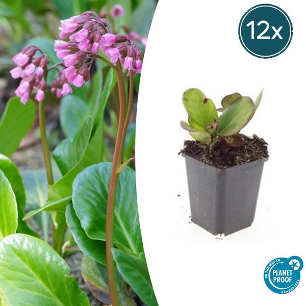 Bodendecker - Staude - Bergenie - Bergenia cordifolia 'Herbstblüte' - 9cm Topf - Set mit 12 Pflanzen