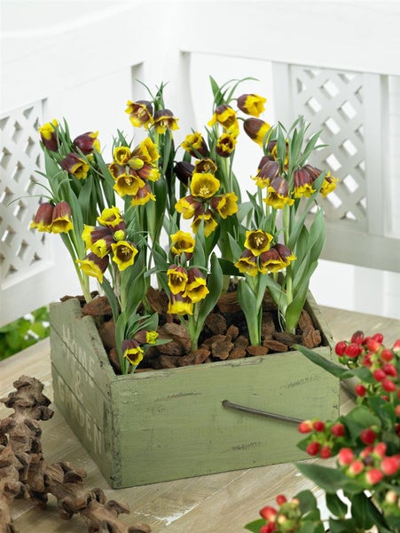 Fritillaria michailowskyi, Schachblume, gelb-braun, ca. 9x9 cm Topf