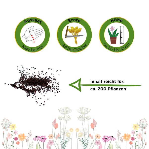 Oregano Samen von Deine Gartenwelt