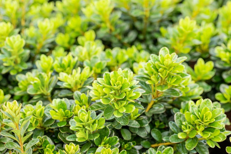 Rhododendron obt. 'Diamant Rot', leuchtend rot, 20–25 cm