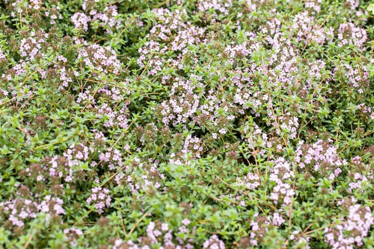 Thymus herba-barona, Kümmelthymian, aromatisch, ca. 9x9 cm Topf