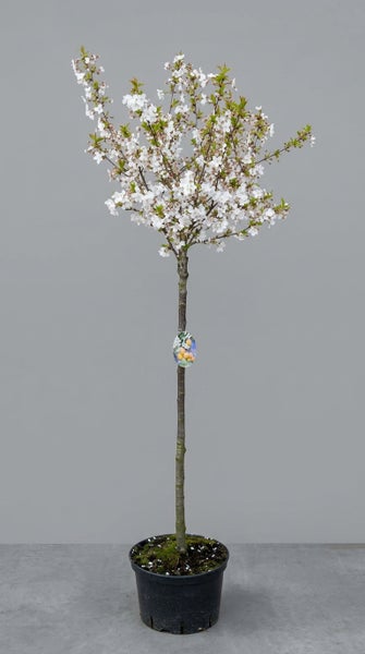 Blühender Obstbaum im Pflanztopf mit zahlreichen weißen Blüten und jungen grünen Blättern.