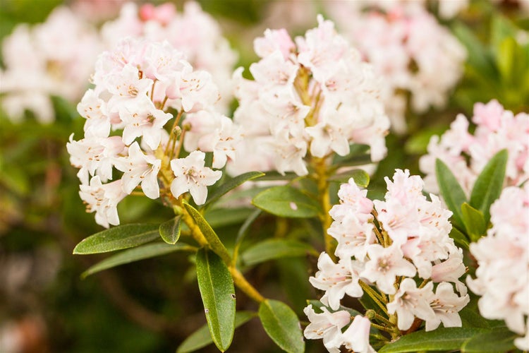 Rhododendron micranthum 'Bloombux' -R-, immergrün, 25–30 cm