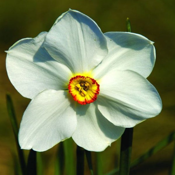Narzissenblüte mit gelber und roter Mitte
