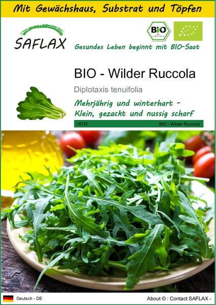 SAFLAX Anzucht Set - BIO - Wilder Ruccola - Diplotaxis tenuifolia - 1500 Samen - Mit Mini-Gewächshaus, Anzuchtsubstrat und 2 Töpfen