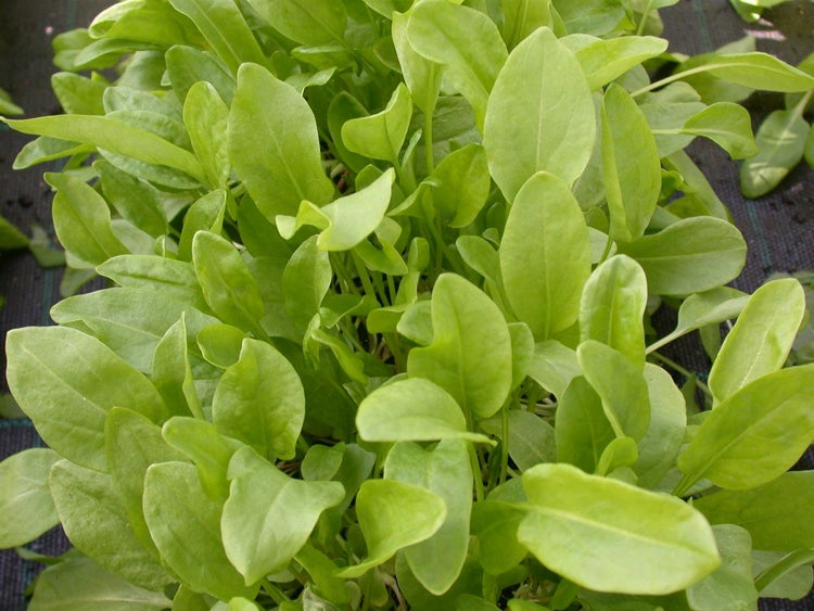 Rumex acetosa, Sauerampfer, ca. 9x9 cm Topf